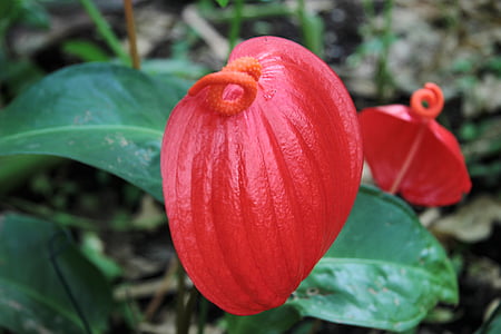 red petal, tropical flower, close up of flower, petal, tropical, garden, forest