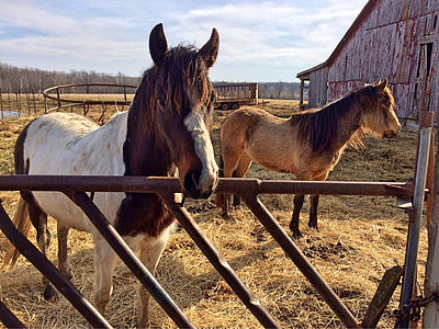 hest, gården, dyr, landlig, Ranch, equine, beite