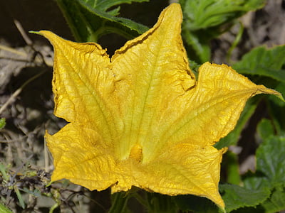 Blume, calabacera, Squash-Blüte, gelb
