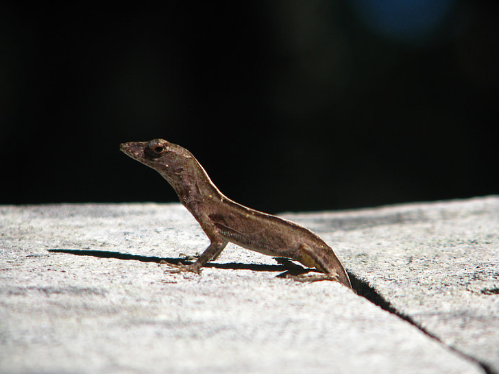 lizard, Florida, reptiler, liten, dyrehage, natur, Wild