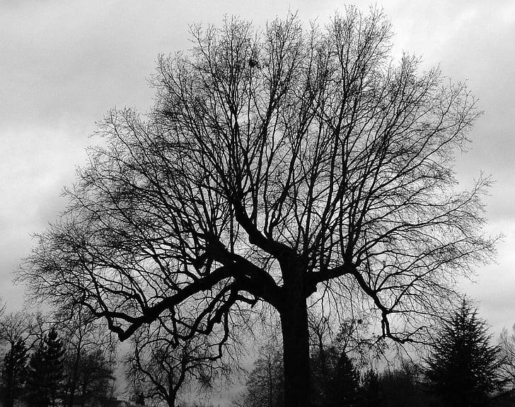 Graphics, arbre, nu, hiver, désolation, branches