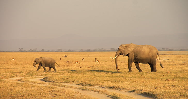 Keňa, slon, Amboseli, zvieratá v divočine, zvierat voľne žijúcich živočíchov, zviera, cicavec