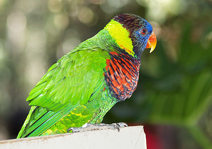 parrot, bird, tropical, animal, nature, wildlife, exotic