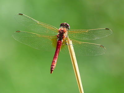 Dragonfly, röd, djur, insekt, flyg insekt, Crimson heidelibelle, Sympetrum sanguineum