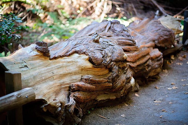 log, woods, nature, outdoor