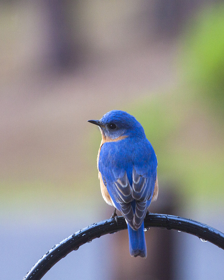 fuglen, Bluebird, Bluebird på abbor, blå, natur, dyr, dyreliv