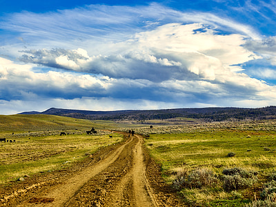 Wyoming, paisagem, céu, nuvens, gado, vacas, pastoreio