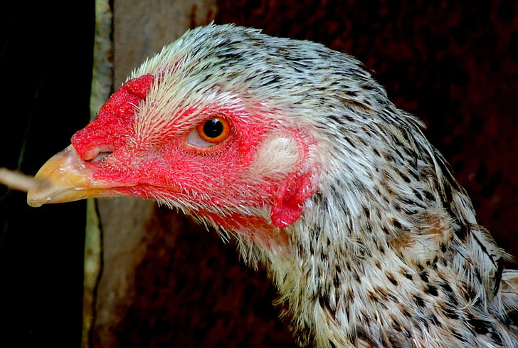 cock, chicken, farm, animal