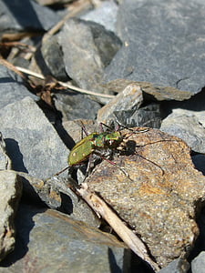 Cicindela campestris, cicindela país, Escarabajo verde, coleóptero