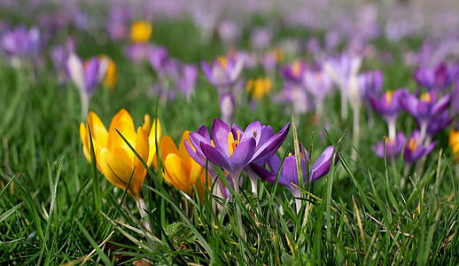 crocus, colorful, bloom, meadow, spring, nature, plant