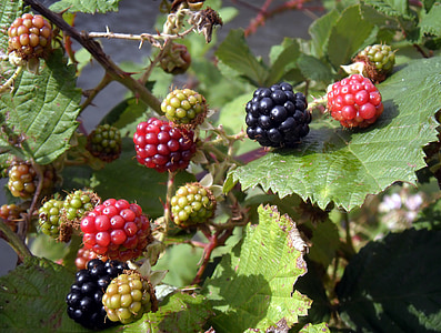 水果, 黑莓, 荆棘, 红色, 自然, 夏季, 浆果