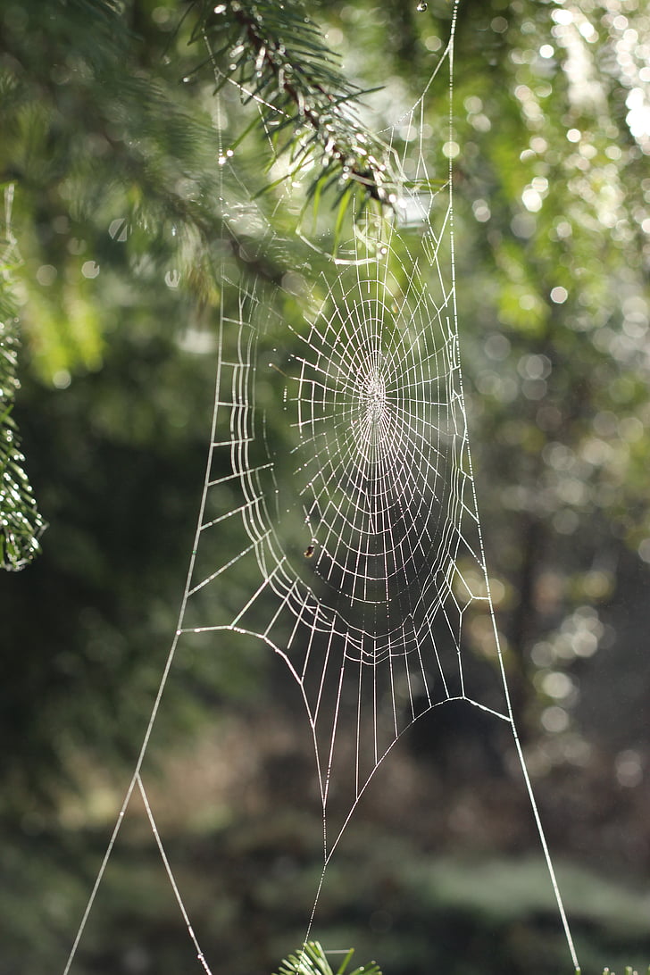 edderkop, spider's web, Web, edderkoppespind, natur, dug, drop