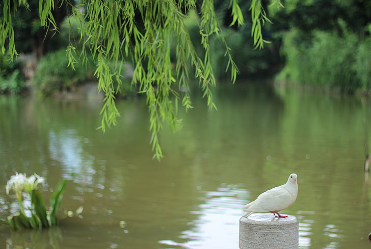 Pigeon, søen, Willow