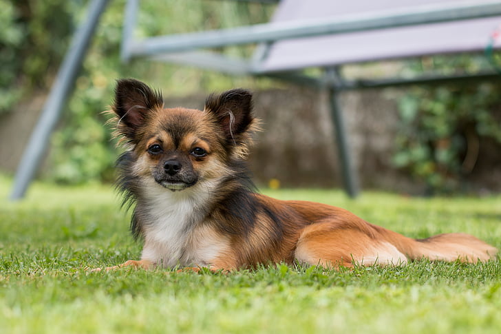 Chihuahua, hund, lille hund, Pet, lille, animalske portræt, ung hund