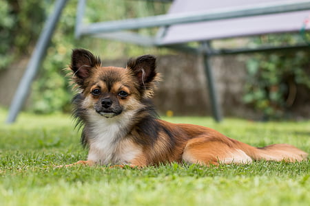 Chihuahua, Hund, kleiner Hund, Haustier, kleine, tierische Porträt, junger Hund