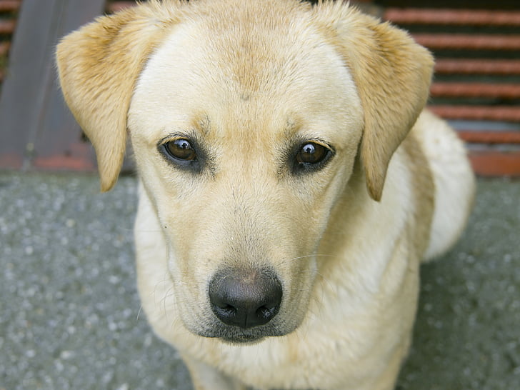 Labrador, pes, Domácí zvířata
