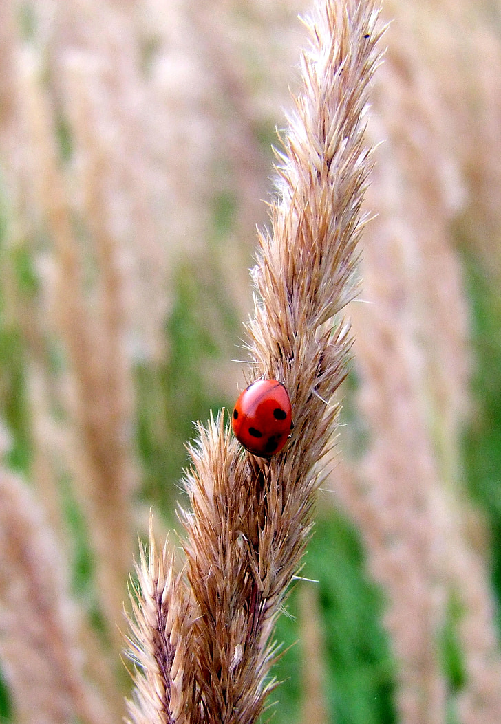 ladybug, grass, meadow, blade of grass, grain