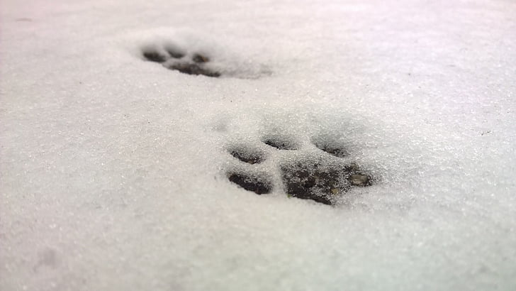 sneeuw, kat de poot, poten, kat track, paw prints, kat, dierlijke track
