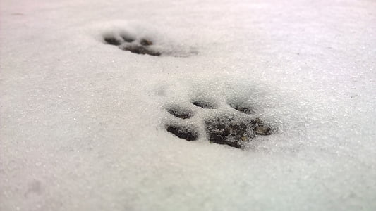 snow, cat's paw, paws, cat track, paw prints, cat, animal track