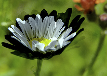 Daisy, putih, bunga liar, padang rumput, karya seni, komputer grafis, kreatif