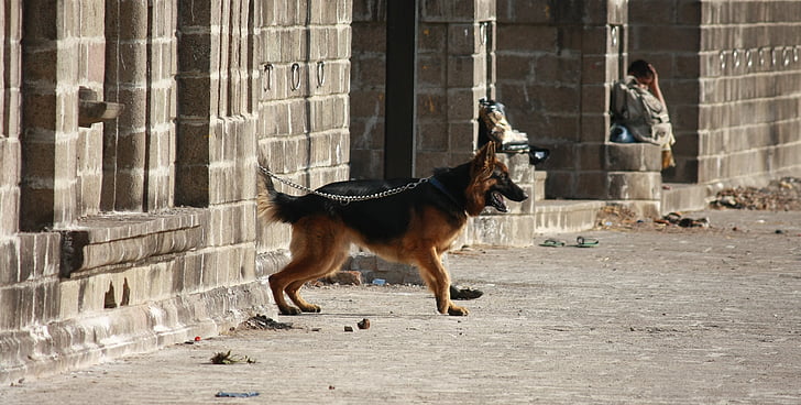 dog, leashed, dog leash, place, alone, pet