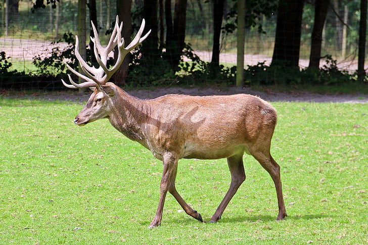 zoo, lüneburg heath, hirsch, antler, meadow, fallow deer, red deer