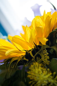 karangan bunga, alam, bunga matahari, makro