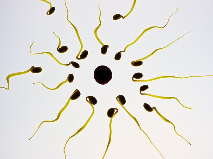 espermatozoides, ou, Fecundació, cèl·lula sexual, guanyador, competència, semen