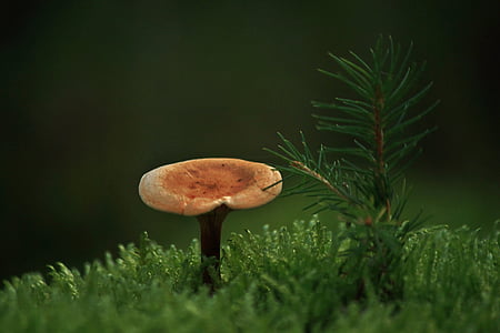 mushroom, forest, autumn, nature, plant, moist, fouling