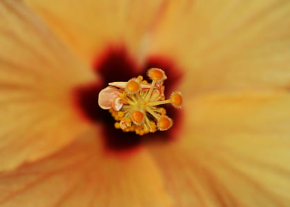 fiore del Hollyhock, pistillo, natura, chiudere, pianta, polline, sbocciato