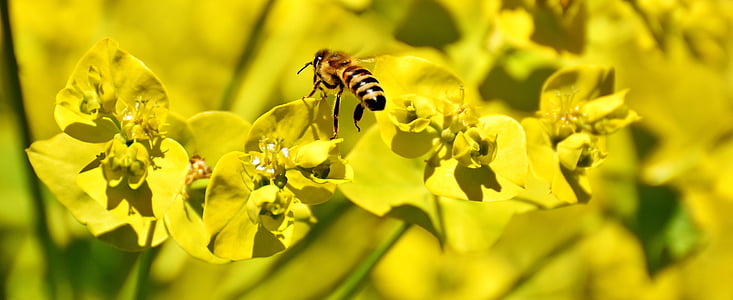 λουλούδια, το καλοκαίρι, Κίτρινο, μέλισσα, έντομο, φύση, Κήπος