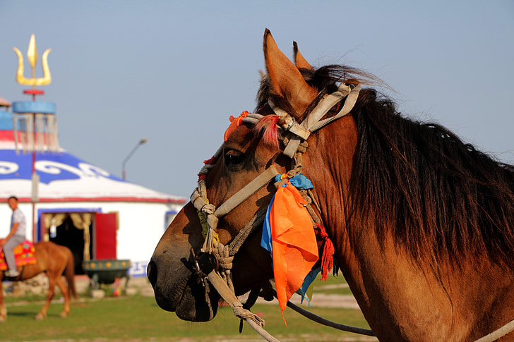 Λιβάδι, άλογο, yurts, ζώο, σε εξωτερικούς χώρους, ιππασία