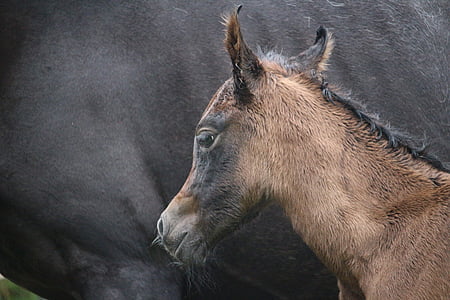 kôň, žriebä, dojčenie, hnedé plesní, plnokrvník arabského, konské hlavy, zviera