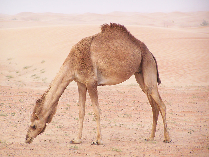 Camel, djur, öken, transport, Dubai
