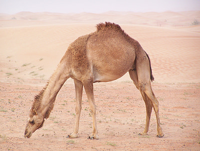 kamel, dyr, ørkenen, transport, Dubai