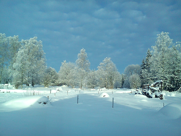 l'hivern, bosc, neu, paisatge de neu