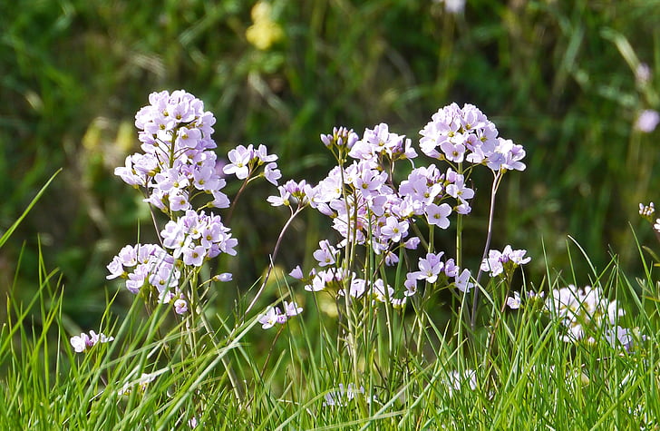 smock, inflorescence, spring, grass, meadow, umbel, purple