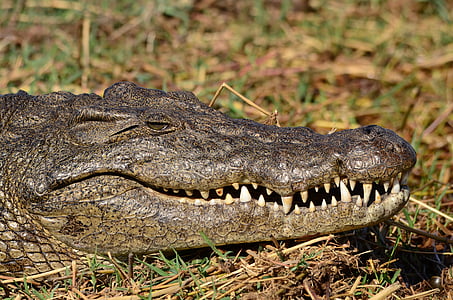 cocodrilo, Botswana, Chobe, diente