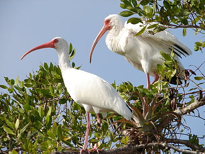 ibis blanc, oiseaux, perché, faune, nature, zones humides, plumage