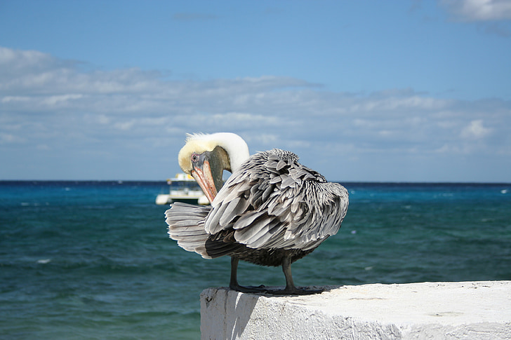 pelican, bird, mexico, cozumel, yucatan