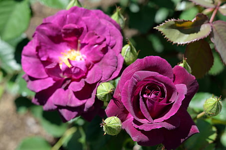 τριαντάφυλλο, ροζ λουλούδι, φύση, λουλούδι, πέταλα, πέταλο, άνοιξη