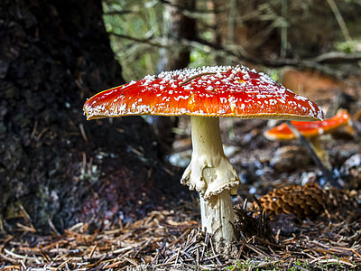 mushroom, fly agaric, autumn, forest, nature, fungus, toadstool