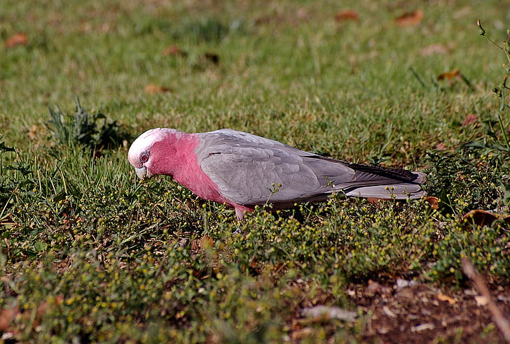 galah, rose-breasted cockatoo, parrot, bird, pink, grey, white