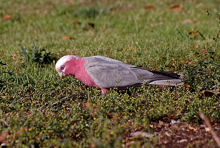 Cacatoès rosalbin, Cacatoès à poitrine rose, perroquet, oiseau, Rose, gris, blanc