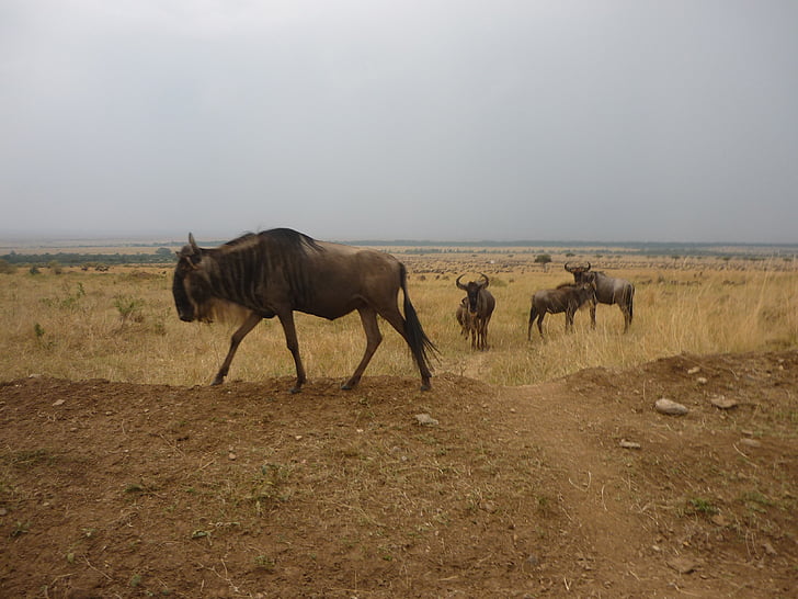 GNU, nyáj, szavanna, Masai Mara, Kenya, Afrika, állat