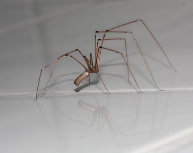laba-laba, arakhnida, kaki, serangga, Arachne