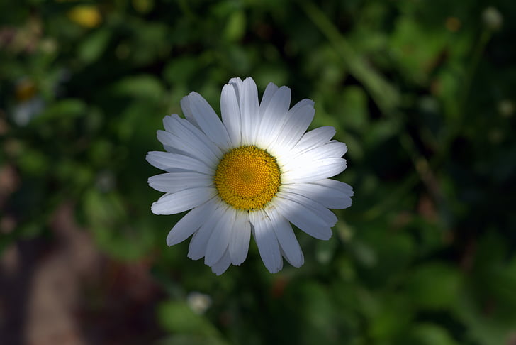 daisies, white flakes, flower, garden, white, yellow, stamens
