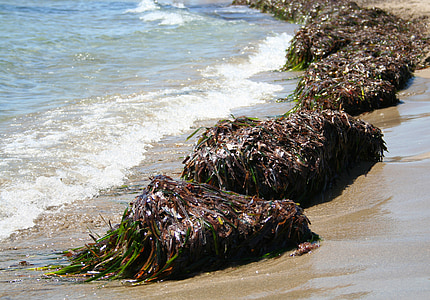 seaweed, sea, mediterranean, beach, summer
