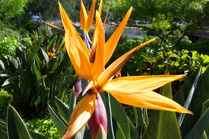 Hawaii, Kauai, natur, planter, blomster, anlegget, blomst