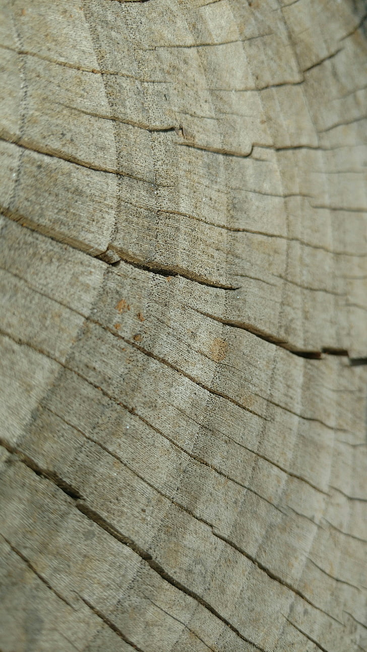 madera, árbol, Lakewood